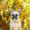 French bulldog puppy with leaf in mouth
