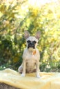 French bulldog puppy with leaf in mouth