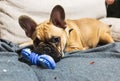 French Bulldog puppy lies on a sofa and gnaws at a dog`s toy. Puppy massages his gums. Royalty Free Stock Photo