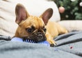 French Bulldog puppy lies on a sofa and gnaws at a dog`s toy. Puppy massages his gums. Royalty Free Stock Photo