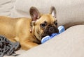 French Bulldog puppy lies on a sofa and gnaws at a dog`s toy. Puppy massages his gums. Royalty Free Stock Photo