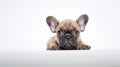 french bulldog puppy looking out from behind a blank placard Generative AI