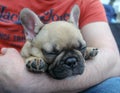 French bulldog puppy napping Royalty Free Stock Photo