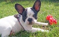 French bulldog puppy playing dog toy Royalty Free Stock Photo