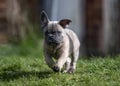 French bulldog puppy playing in the garden Royalty Free Stock Photo