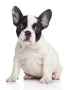 French bulldog puppy portrait