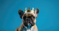 French Bulldog puppy portrait wearing golden king crown on his head, in center of blue solid banner background. Royal breed