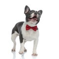 French bulldog puppy with red bowtie looking away curious Royalty Free Stock Photo