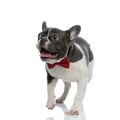 French bulldog puppy with red bowtie looking away curious Royalty Free Stock Photo