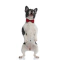 French bulldog puppy with red bowtie standing on rear legs Royalty Free Stock Photo