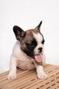 French bulldog puppy sits on a wooden crate on a white background. Royalty Free Stock Photo