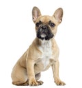 French Bulldog puppy sitting, looking up, isolated