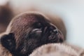 French bulldog puppy sleeping on knees baby. Royalty Free Stock Photo