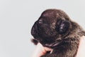 French bulldog puppy sleeping on knees baby. Royalty Free Stock Photo