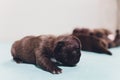 French bulldog puppy sleeping on knees baby. Royalty Free Stock Photo