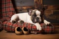 a french bulldog puppy sleeping next to a pair of slippers