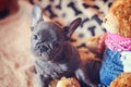 French bulldog puppy with teddy bear Royalty Free Stock Photo