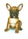 French Bulldog puppy