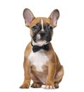 French bulldog puppy wearing a bow tie