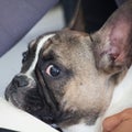 french bulldog puppy, white brown, curious,