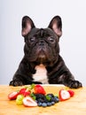 French bulldog ready to eat fresh fruits , vegetables