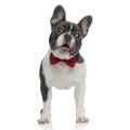 French bulldog with red bowtie looking away curious Royalty Free Stock Photo