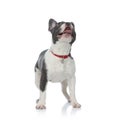 French bulldog with red collar looking up Royalty Free Stock Photo