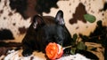 French bulldog red rose flower hd footage