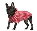 French Bulldog in red and white striped shirt Royalty Free Stock Photo