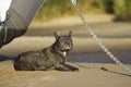 French bulldog relaxing on the beach