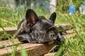 French bulldog is resting in nature. dog in nature laying on grass