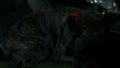 French bulldog resting on passenger's seat