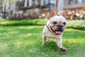 French Bulldog running in the grass on the lawn with his tongue open