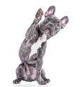 French Bulldog says hello with raised paw, isolated on the white