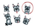 Cute dog french bulldog portrait