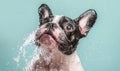 French Bulldog shaking off water, dynamic studio shot, pastel background Royalty Free Stock Photo