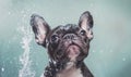 French Bulldog shaking off water, dynamic studio shot, pastel background Royalty Free Stock Photo