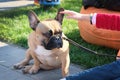 French bulldog sits on paving slabs resting on its front paws. The dog is brown with a white spot on the chest.