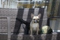 A French Bulldog sits in the shade next to a machine gun and an airsoft helmet.