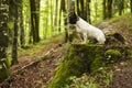 French bulldog sitting on a cut tree trunk in a green forest