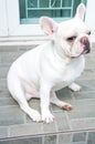 French bulldog is sitting on the floor Royalty Free Stock Photo