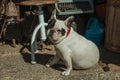 French Bulldog sitting in front of antique shop