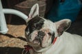 French Bulldog sitting in front of antique shop