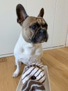 French bulldog sitting in front of a donuts tray, diet concept