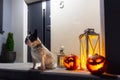 French bulldog sitting at front steps with halloween pumpkins at night Royalty Free Stock Photo