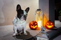 French bulldog sitting at front steps with halloween pumpkins at night Royalty Free Stock Photo