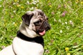 French Bulldog Royalty Free Stock Photo