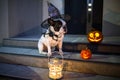 French bulldog sitting at house door with pumpkin lanterns and witch halloween hat Royalty Free Stock Photo