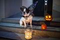 French bulldog sitting at house door with pumpkin lanterns and witch halloween hat Royalty Free Stock Photo