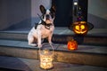 French bulldog sitting at house door with pumpkin lanterns and witch halloween hat Royalty Free Stock Photo